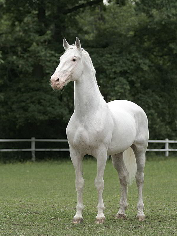 kladrubsky kun (5)