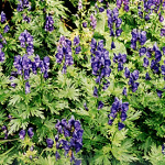 Oměj šalamounek - Aconitum nepellus