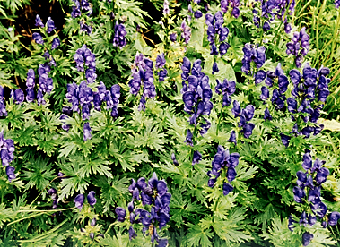 Oměj šalamounek - Aconitum nepellus