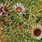 Pupava bezlodyžná - Carlina acaulis