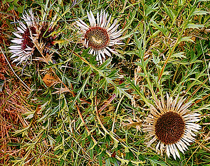 Pupava bezlodyžná - Carlina acaulis